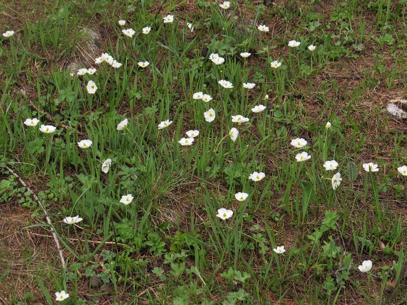 (22) Pyranean Buttercup.JPG